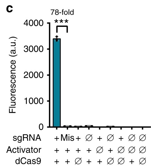 A graph showing the extent of the activation of a reporter in a cell line expressing a gRNA with a PspF handle, the PspF activator and dCas9