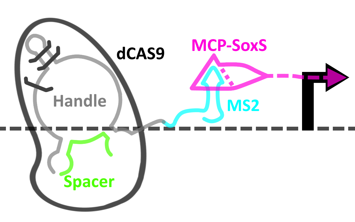 Plasmid map of our 'operator' plasmid