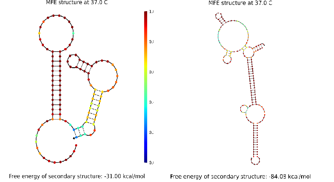 Diagrams of cgRNA structure