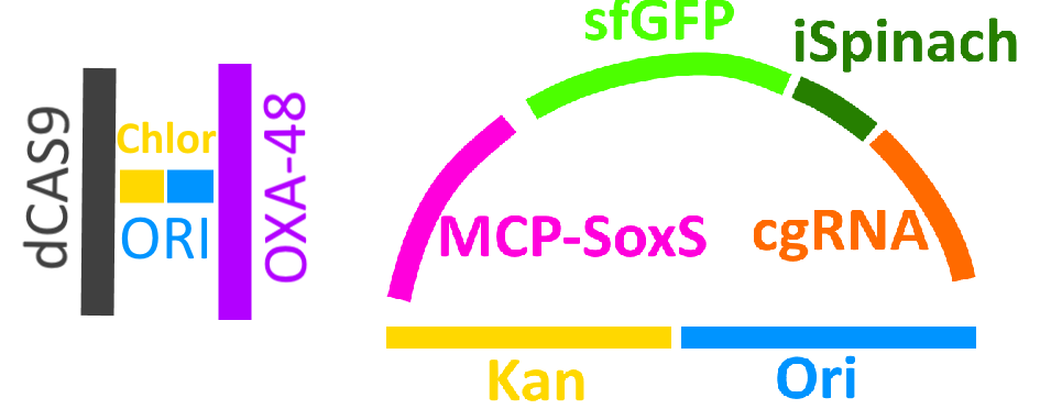 Schematic diagram of the two plasmids in our system