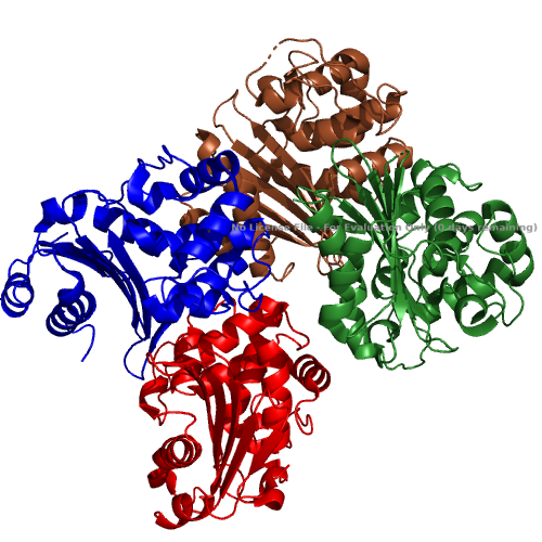 The overall structure of the OXA-48 Carbapenemase